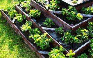 What wood is best for raised garden beds?